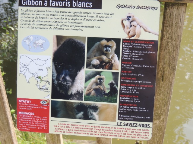 Le siamang, le plus grand des gibbons - Parc de Branféré