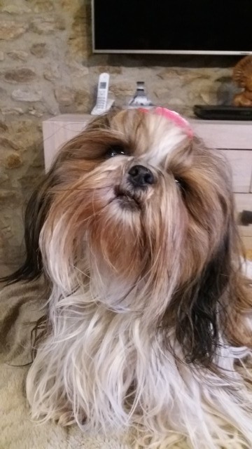 Jade A 4 Ans Forum De Discussion Specialise Sur Le Shih Tzu Une Race De Chien Tibetain