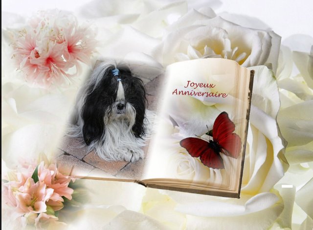 Fanny Maya Forum De Discussion Specialise Sur Le Shih Tzu Une Race De Chien Tibetain