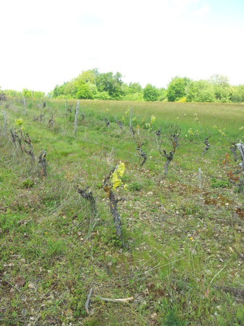 qui a des vignes sur le forum ? - Page 2 05moni