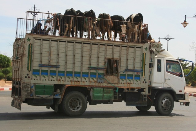 Le transport des animaux....tous à vos bétaillères ! - Page 4 30ge8p