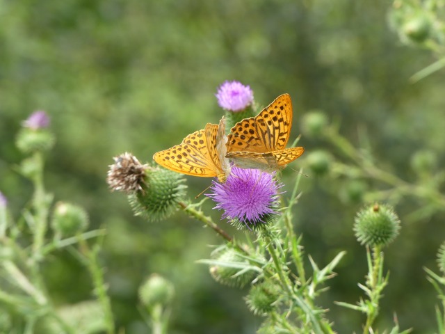 macro avec le FZ 300 21f2tk