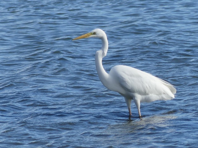 aigrette - FZ 300 0944f8