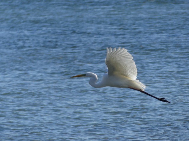 aigrette - FZ 300 09hoav