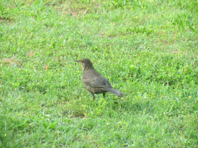 les oiseaux et petites bêtes au cours de nos balades - Page 33 09p9nq