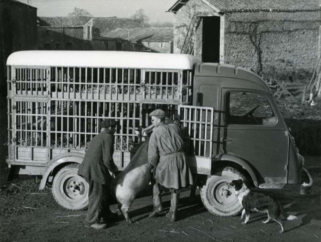 Le transport des animaux....tous à vos bétaillères ! - Page 7 18c436
