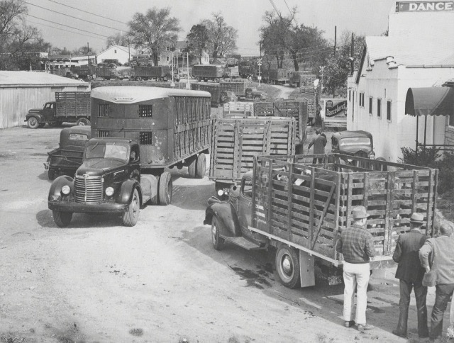 Le transport des animaux....tous à vos bétaillères ! - Page 7 26ffzv