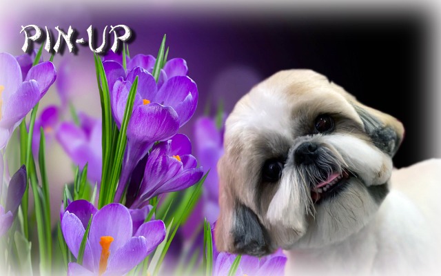 Joyeux Anniversaire 2 Ans Ma Pin Up Page 2 Forum De Discussion Specialise Sur Le Shih Tzu Une Race De Chien Tibetain