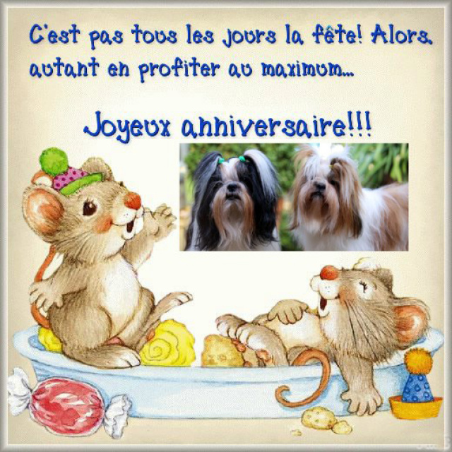 Aujourd Hui J Ai 4 Ans Les Babou Page 2 Forum De Discussion Specialise Sur Le Shih Tzu Une Race De Chien Tibetain