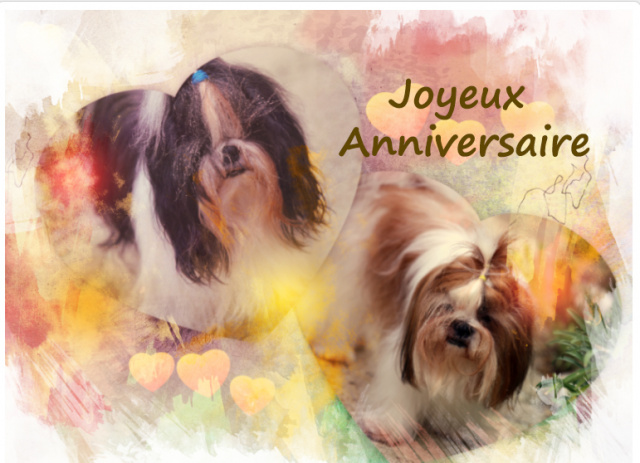 Anniversaire Anne Valerie Page 2 Forum De Discussion Specialise Sur Le Shih Tzu Une Race De Chien Tibetain