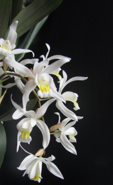 Coelogyne Unchained Melody  19o8yud1