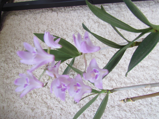 Dendrobium Kingianum. 02drfrz4