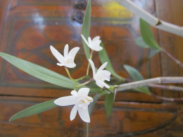 Dendrobium x délicatum. 02gj9j1o
