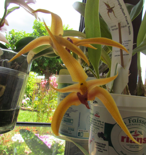 Bulbophyllum Franck smith 12w26gef