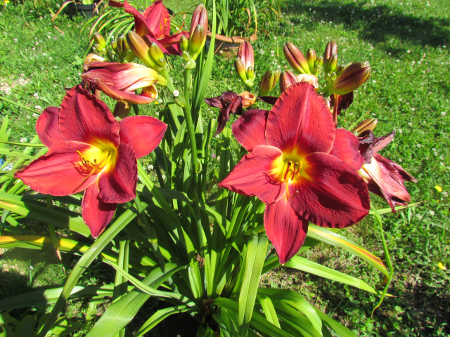 Hemerocalle,Hemerocallis - Page 28 247g5r2r