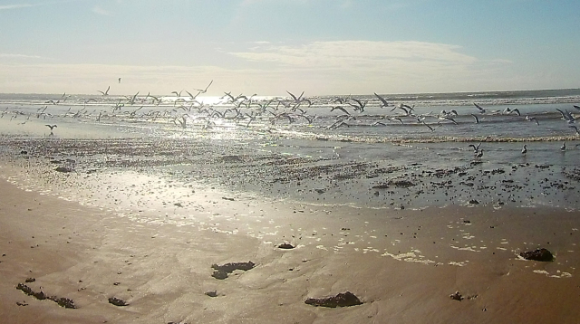 Vers l'estuaire de la Loire (Pornichet/LaBaule, St Brévin...) au fil du temps... - Page 23 11jj9rr6